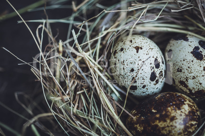 Quail eggs in the nest