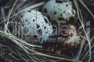 Quail eggs in the nest