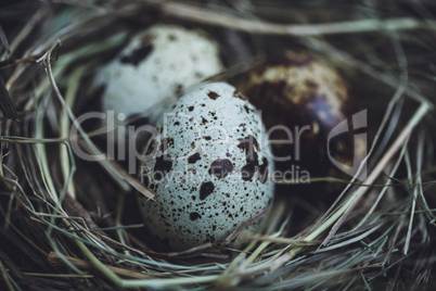 Quail eggs in the nest