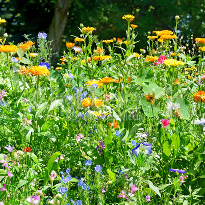 Blossoming flowerbeds in the park