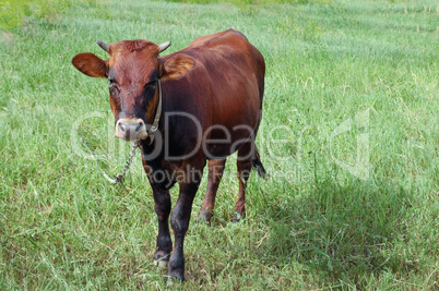 cow in a pasture on a chain