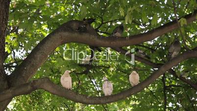 A Flock of Pigeons on a Tree Branch