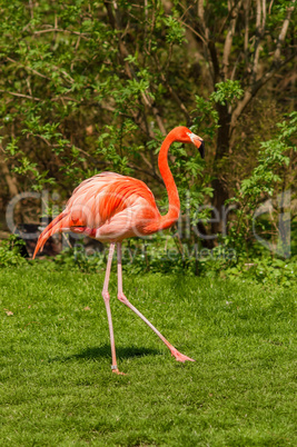 Red caribbean flamingo dancing