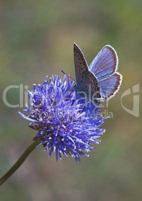 Butterfly on flower macro