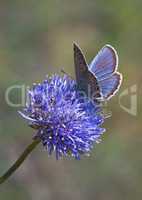 Butterfly on flower macro