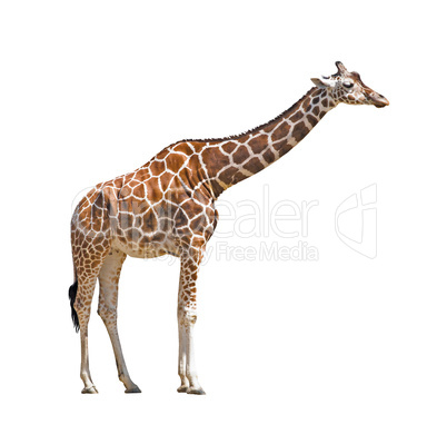 Young female giraffe cutout