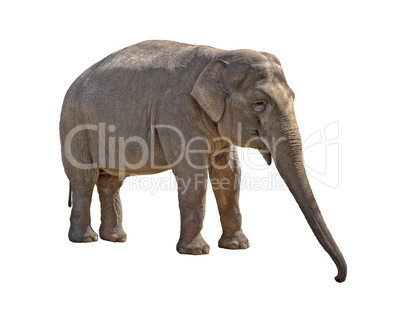 Young she-elephant cutout