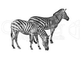 Couple of zebras cutout