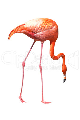 Red caribbean flamingo seeking the ground
