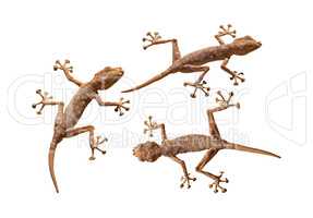 Three geckos cutout