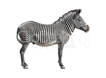 Grevy's zebra cutout