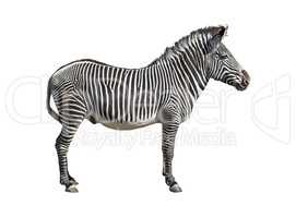 Grevy's zebra cutout
