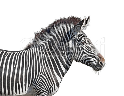 Grevy's zebra close-up cutout
