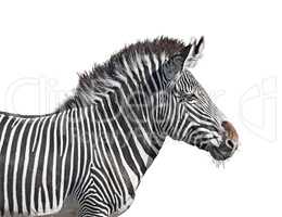 Grevy's zebra close-up cutout