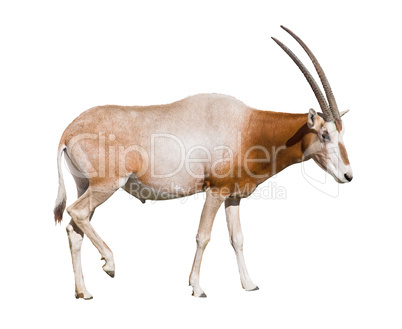 Scimitar Horned Oryx (damma) cutout