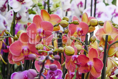 Orchideen in Gärtnerei