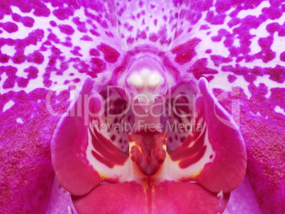 Phalaenopsis Orchidee