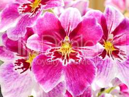 Vuylstekeara cambria Orchideenblüte