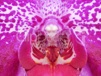 Phalaenopsis Orchidee