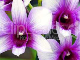 Dendrobium Orchidee