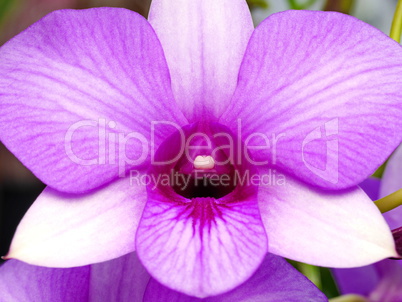 Dendrobium Orchidee