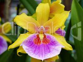 Exotische Orchideenblüte