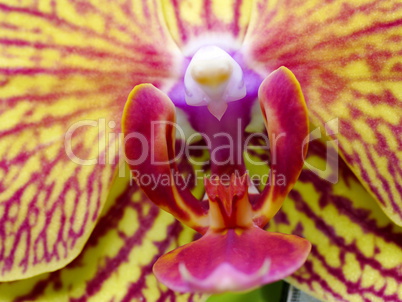 Phalaenopsis Orchidee