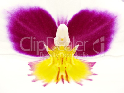 Miltonia oder Veilchen Orchidee