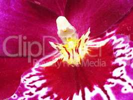 Vuylstekeara cambria Orchideenblüte