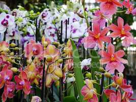 Orchideen in Gärtnerei