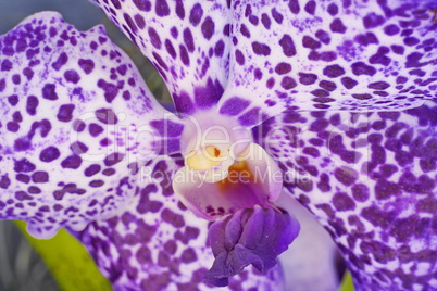 Vanda Orchidee