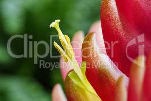 Vriesea-Blütenstand mit Blüte