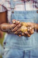 Close up of woman holding potatoes