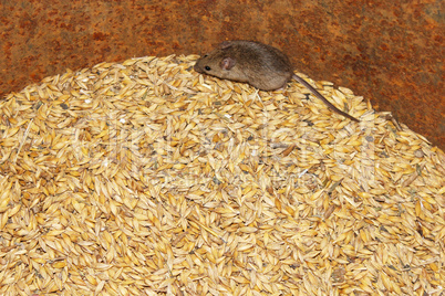 mouse on the wheat in the pantry