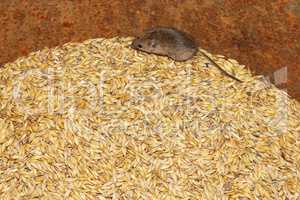 mouse on the wheat in the pantry