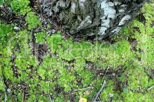 green flowers of Sempervivum in forest