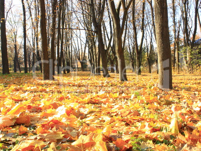 yellow leaves on the ground in the autumn park