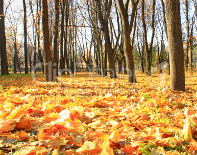 yellow leaves on the ground in the autumn park