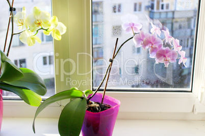 yellow and pink orchids yellow and pink orchids