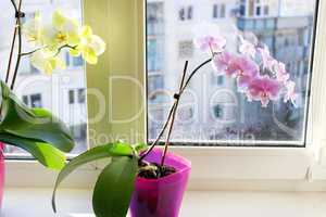 yellow and pink orchids