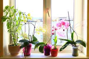 blooming multicolored orchids on the window-sill