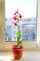 pink orchid in the flowerpot