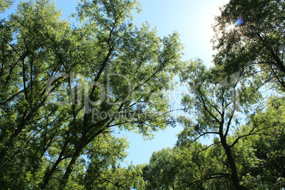 poplar down on the trees