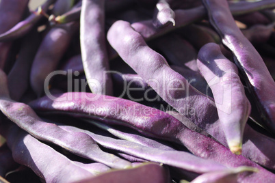 lilac pods of haricot