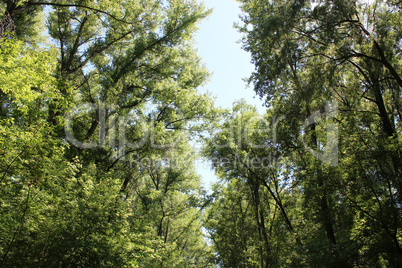 poplar down on the trees