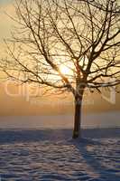 Schnee und Baum beim Sonnenaufgang