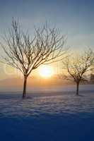 Sonnenaufgang im Winter mit Bäumen