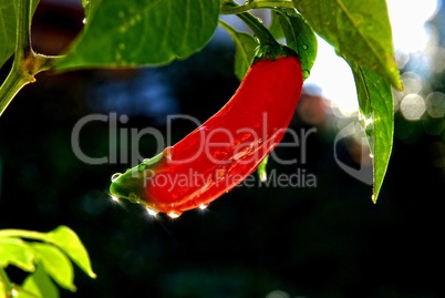 Chillieschote am Busch