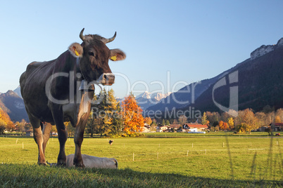 Kuh im Allgäu