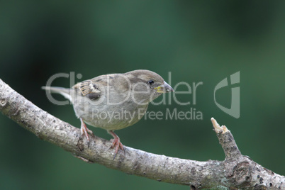 Hausssperling (Passer domesticus)